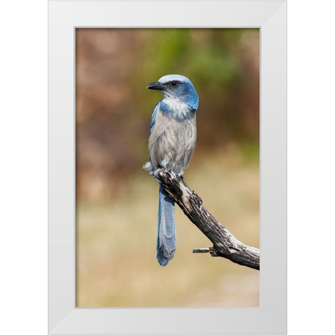 Florida scrub jay-Merritt Island National Wildlife Refuge-Florida White Modern Wood Framed Art Print by Jones, Adam
