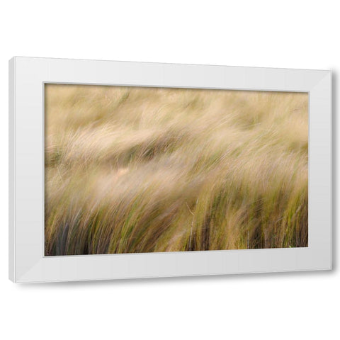 Abstract view of grasses blowing in the wind-Merritt Island National Wildlife Refuge-Florida White Modern Wood Framed Art Print by Jones, Adam