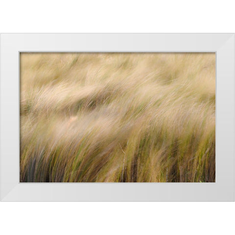 Abstract view of grasses blowing in the wind-Merritt Island National Wildlife Refuge-Florida White Modern Wood Framed Art Print by Jones, Adam