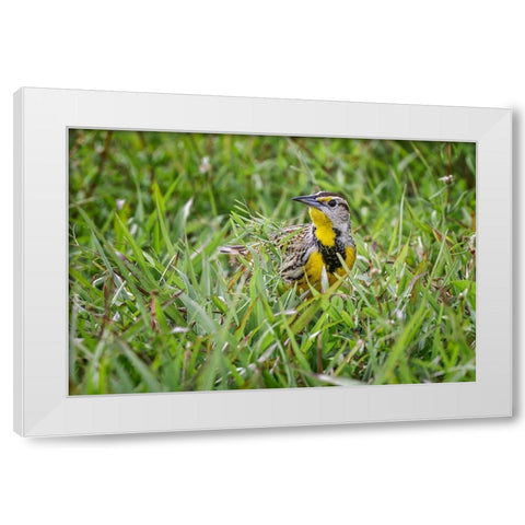 Eastern meadowlark on the ground in grass-Florida White Modern Wood Framed Art Print by Jones, Adam