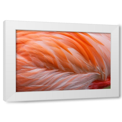 Pink feather pattern on back of flamingo-Florida White Modern Wood Framed Art Print by Jones, Adam