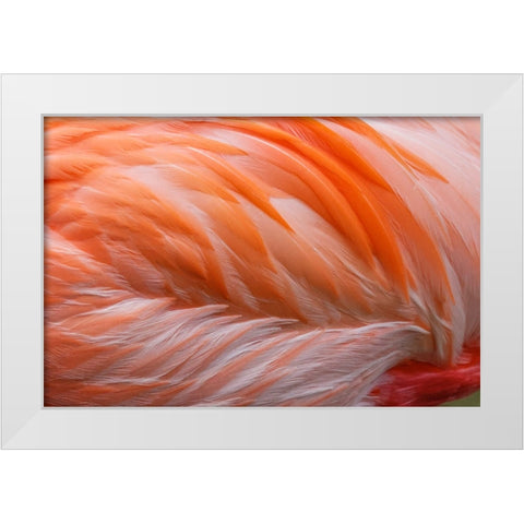 Pink feather pattern on back of flamingo-Florida White Modern Wood Framed Art Print by Jones, Adam