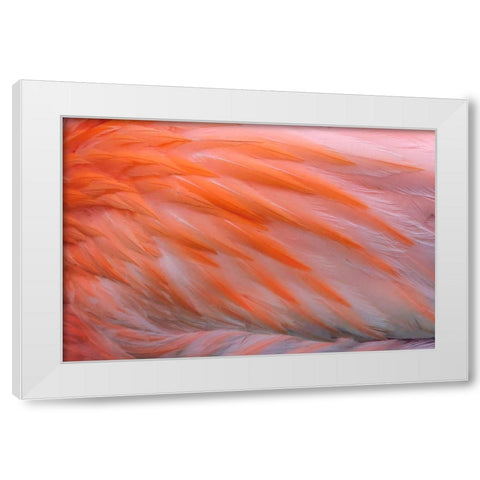 Pink feather pattern on back of flamingo-Florida White Modern Wood Framed Art Print by Jones, Adam