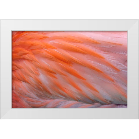 Pink feather pattern on back of flamingo-Florida White Modern Wood Framed Art Print by Jones, Adam