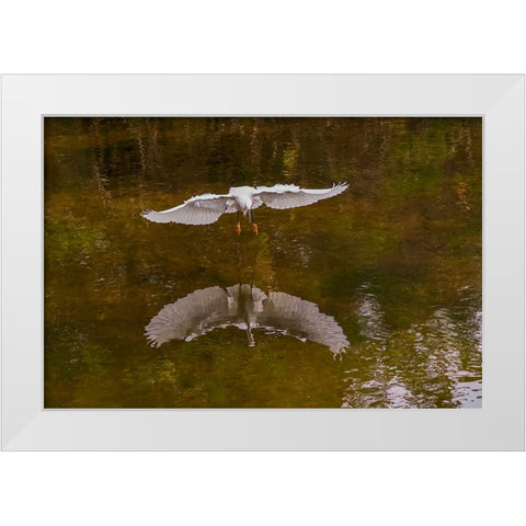 Snowy egret flying-Merritt Island National Wildlife Refuge-Florida White Modern Wood Framed Art Print by Jones, Adam