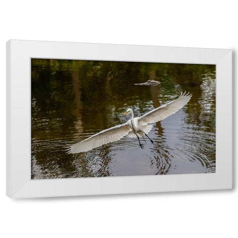 Male Great egret flying-Merritt Island National Wildlife Refuge-Florida White Modern Wood Framed Art Print by Jones, Adam