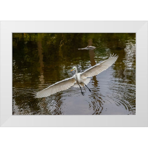 Male Great egret flying-Merritt Island National Wildlife Refuge-Florida White Modern Wood Framed Art Print by Jones, Adam