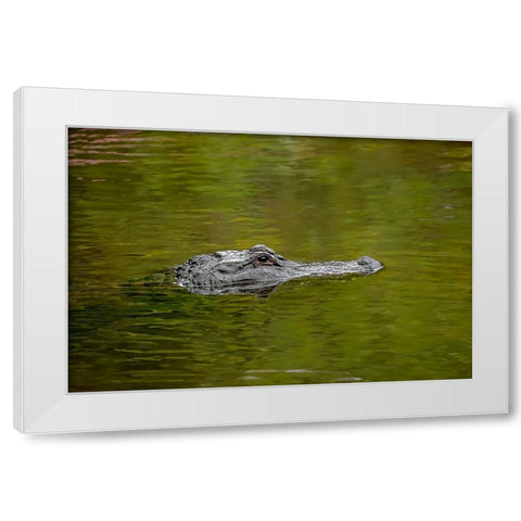 American alligator-Merritt Island National Wildlife Refuge-Florida White Modern Wood Framed Art Print by Jones, Adam