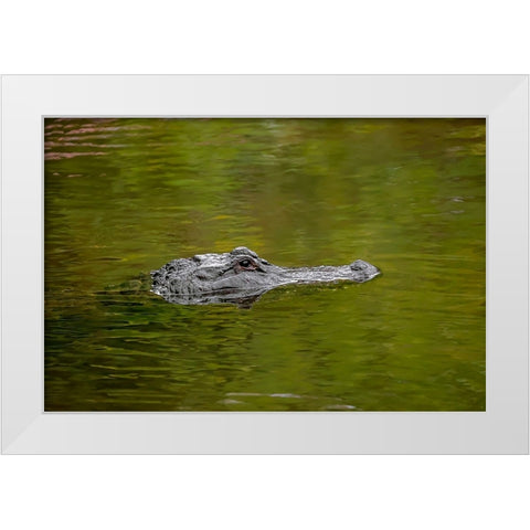 American alligator-Merritt Island National Wildlife Refuge-Florida White Modern Wood Framed Art Print by Jones, Adam