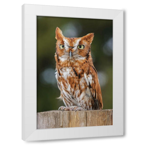 Eastern screech owl-Florida White Modern Wood Framed Art Print by Jones, Adam