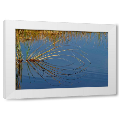 Golden reeds reflecting on still water-Lake Apopka Wildlife Drive-Apopka-Florida White Modern Wood Framed Art Print by Jones, Adam