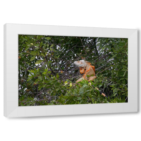 Large Green iguana-an invasive species in Florida White Modern Wood Framed Art Print by Jones, Adam