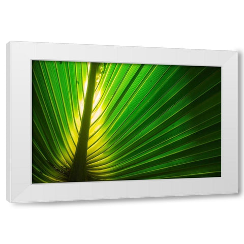 Florida-Backlit Palm Tree Leaf White Modern Wood Framed Art Print by Miller, Anna