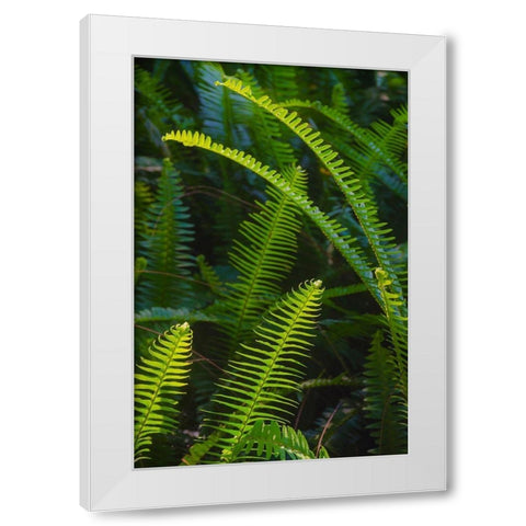 Florida-Ferns White Modern Wood Framed Art Print by Miller, Anna
