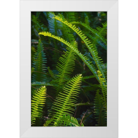 Florida-Ferns White Modern Wood Framed Art Print by Miller, Anna