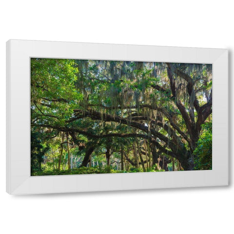 Florida-Tropical Garden with Palms and Living Oak covered in Spanish Moss White Modern Wood Framed Art Print by Miller, Anna