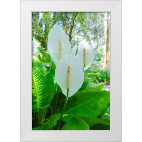 Florida- Peace Lily White Modern Wood Framed Art Print by Miller, Anna