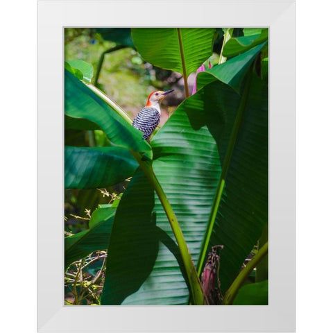 Florida- Woodpecker among Banana Leaves White Modern Wood Framed Art Print by Miller, Anna