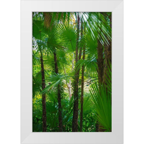 Florida-Tropical Garden Palms White Modern Wood Framed Art Print by Miller, Anna