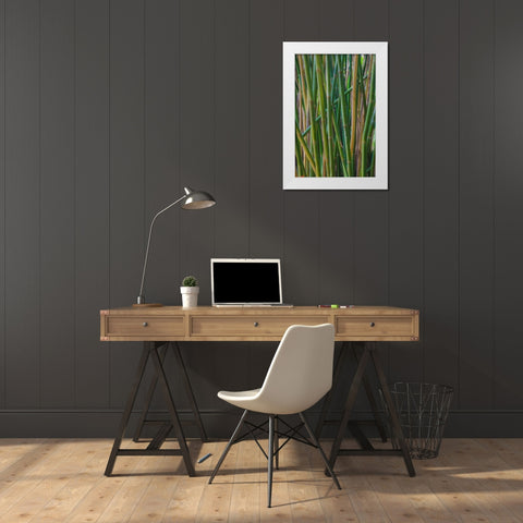 Florida-Bamboo Grove Trunks White Modern Wood Framed Art Print by Miller, Anna