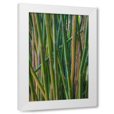 Florida-Bamboo Grove Trunks White Modern Wood Framed Art Print by Miller, Anna