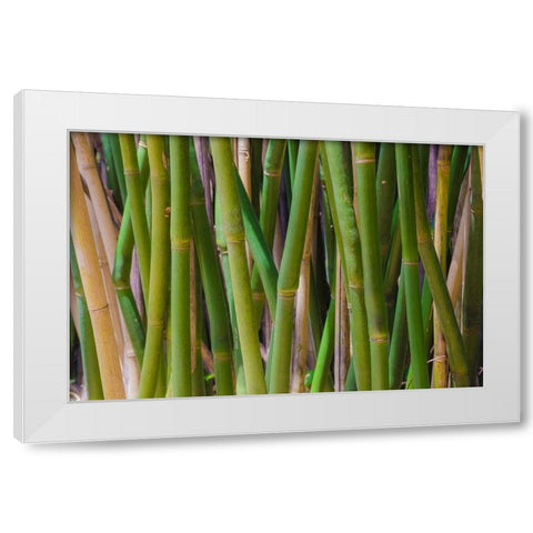 Florida-Bamboo Grove Trunks White Modern Wood Framed Art Print by Miller, Anna