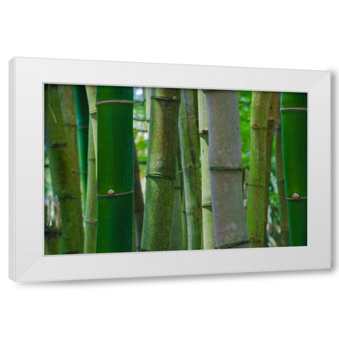 Florida-Bamboo Grove Trunks White Modern Wood Framed Art Print by Miller, Anna