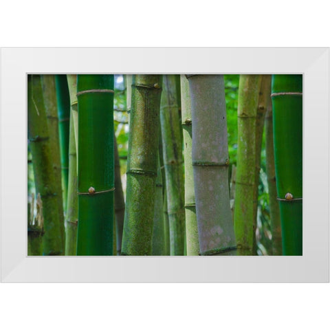 Florida-Bamboo Grove Trunks White Modern Wood Framed Art Print by Miller, Anna