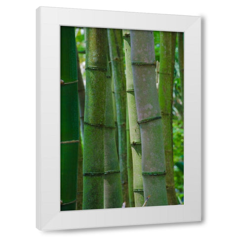 Florida-Bamboo Grove Trunks White Modern Wood Framed Art Print by Miller, Anna