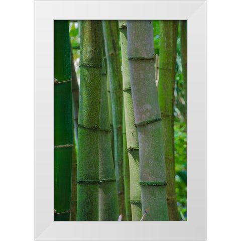 Florida-Bamboo Grove Trunks White Modern Wood Framed Art Print by Miller, Anna