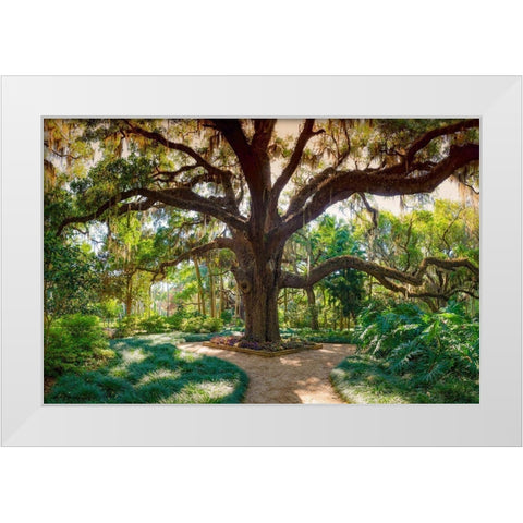 Florida Botanical Gardens-Washington Oaks State Park White Modern Wood Framed Art Print by Miller, Anna