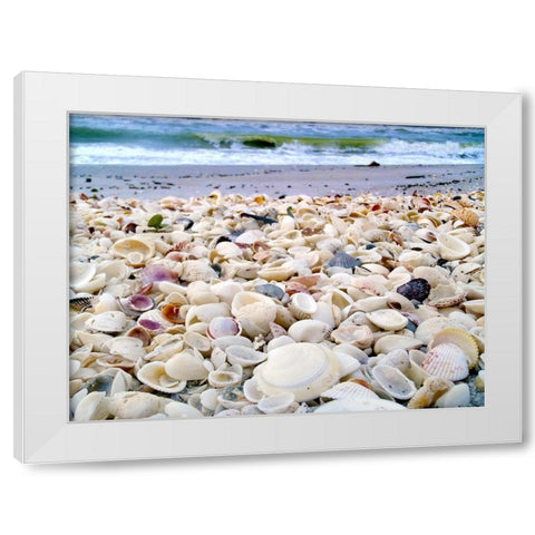 Bounty of Shells on Beaches of Sanibel Island-Florida-USA White Modern Wood Framed Art Print by Miller, Anna