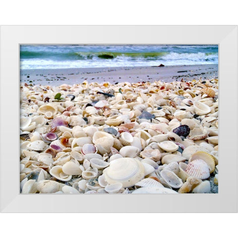 Bounty of Shells on Beaches of Sanibel Island-Florida-USA White Modern Wood Framed Art Print by Miller, Anna