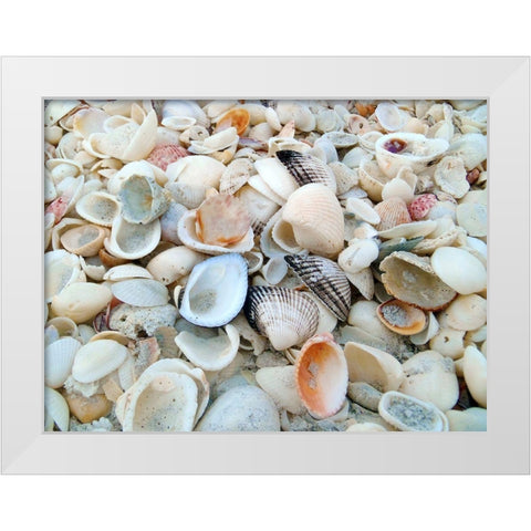 Bounty of Shells on Beaches of Sanibel Island-Florida-USA White Modern Wood Framed Art Print by Miller, Anna