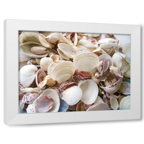 Shells Gathered on Beaches of Sanibel Island-Florida-USA White Modern Wood Framed Art Print by Miller, Anna