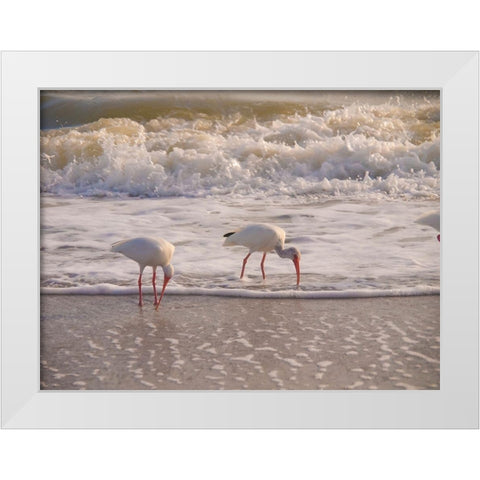 Birds Wading in the Surf on Sanibel Island Beach-Florida-USA White Modern Wood Framed Art Print by Miller, Anna