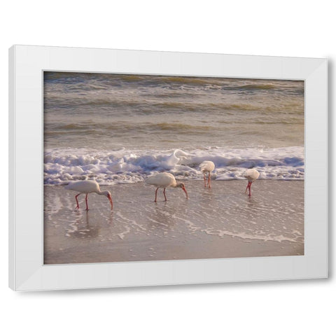 Birds Wading in the Surf on Sanibel Island Beach-Florida-USA White Modern Wood Framed Art Print by Miller, Anna
