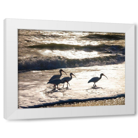 Birds Wading in the Surf on Sanibel Island Beach-Florida-USA White Modern Wood Framed Art Print by Miller, Anna