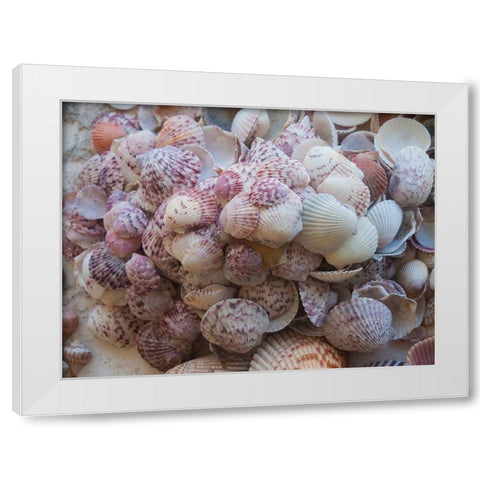 Shells Gathered on Beaches of Sanibel Island-Florida-USA White Modern Wood Framed Art Print by Miller, Anna