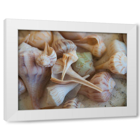 Shells Gathered on Beaches of Sanibel Island-Florida-USA White Modern Wood Framed Art Print by Miller, Anna