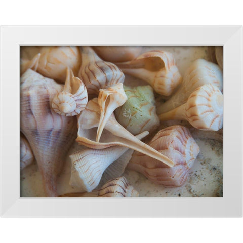 Shells Gathered on Beaches of Sanibel Island-Florida-USA White Modern Wood Framed Art Print by Miller, Anna