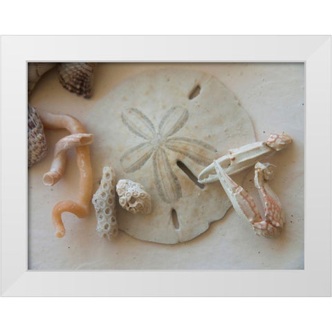 Shells Gathered on Beaches of Sanibel Island-Florida-USA White Modern Wood Framed Art Print by Miller, Anna