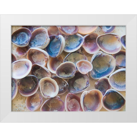 Shells Gathered on Beaches of Sanibel Island-Florida-USA White Modern Wood Framed Art Print by Miller, Anna