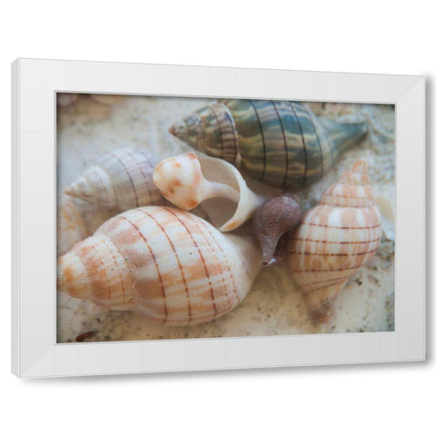 Shells Gathered on Beaches of Sanibel Island-Florida-USA White Modern Wood Framed Art Print by Miller, Anna