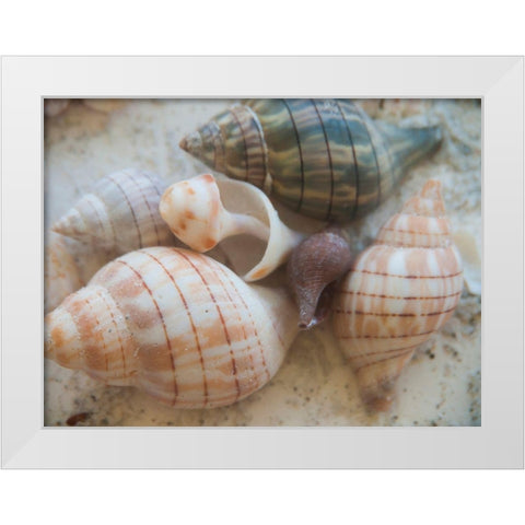 Shells Gathered on Beaches of Sanibel Island-Florida-USA White Modern Wood Framed Art Print by Miller, Anna