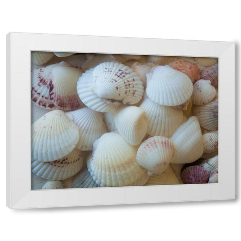 Shells Gathered on Beaches of Sanibel Island-Florida-USA White Modern Wood Framed Art Print by Miller, Anna