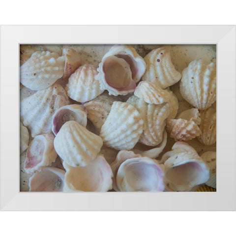 Shells Gathered on Beaches of Sanibel Island-Florida-USA White Modern Wood Framed Art Print by Miller, Anna