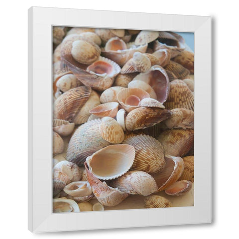 Shells Gathered on Beaches of Sanibel Island-Florida-USA White Modern Wood Framed Art Print by Miller, Anna