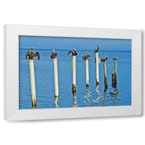 Florida-Cedar Key-Brown Pelicans Perched on Post White Modern Wood Framed Art Print by Friel, Bernard