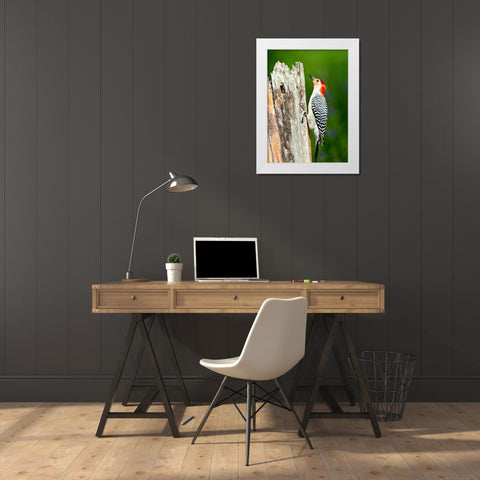 Florida-Immokalee-Midney Home-Red-bellied Woodpecker Feeding on Stump White Modern Wood Framed Art Print by Friel, Bernard